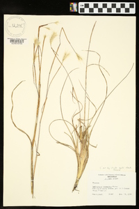 Andropogon ternarius image