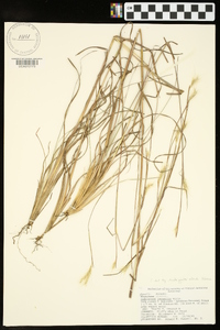 Andropogon ternarius image