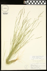 Aristida dichotoma var. curtissii image