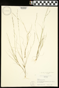 Aristida dichotoma image