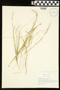 Aristida purpurascens image