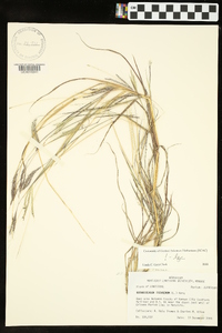 Bothriochloa ischaemum image