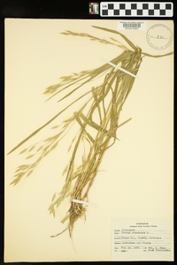 Bromus racemosus image