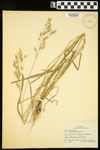 Bromus secalinus image