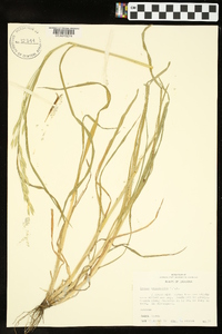 Bromus catharticus image