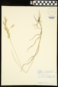 Bromus commutatus image