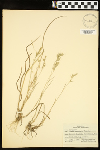 Bromus commutatus image