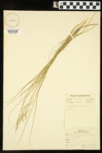 Calamagrostis cainii image