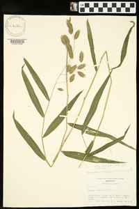 Chasmanthium latifolium image