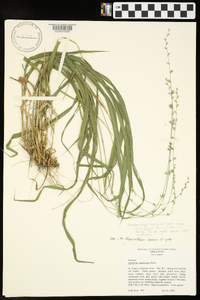 Chasmanthium laxum subsp. sessiliflorum image