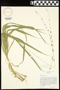 Chasmanthium laxum subsp. sessiliflorum image