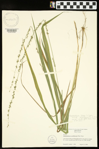 Chasmanthium laxum subsp. sessiliflorum image