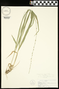 Chasmanthium laxum subsp. sessiliflorum image