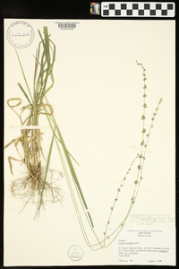 Chasmanthium laxum subsp. sessiliflorum image