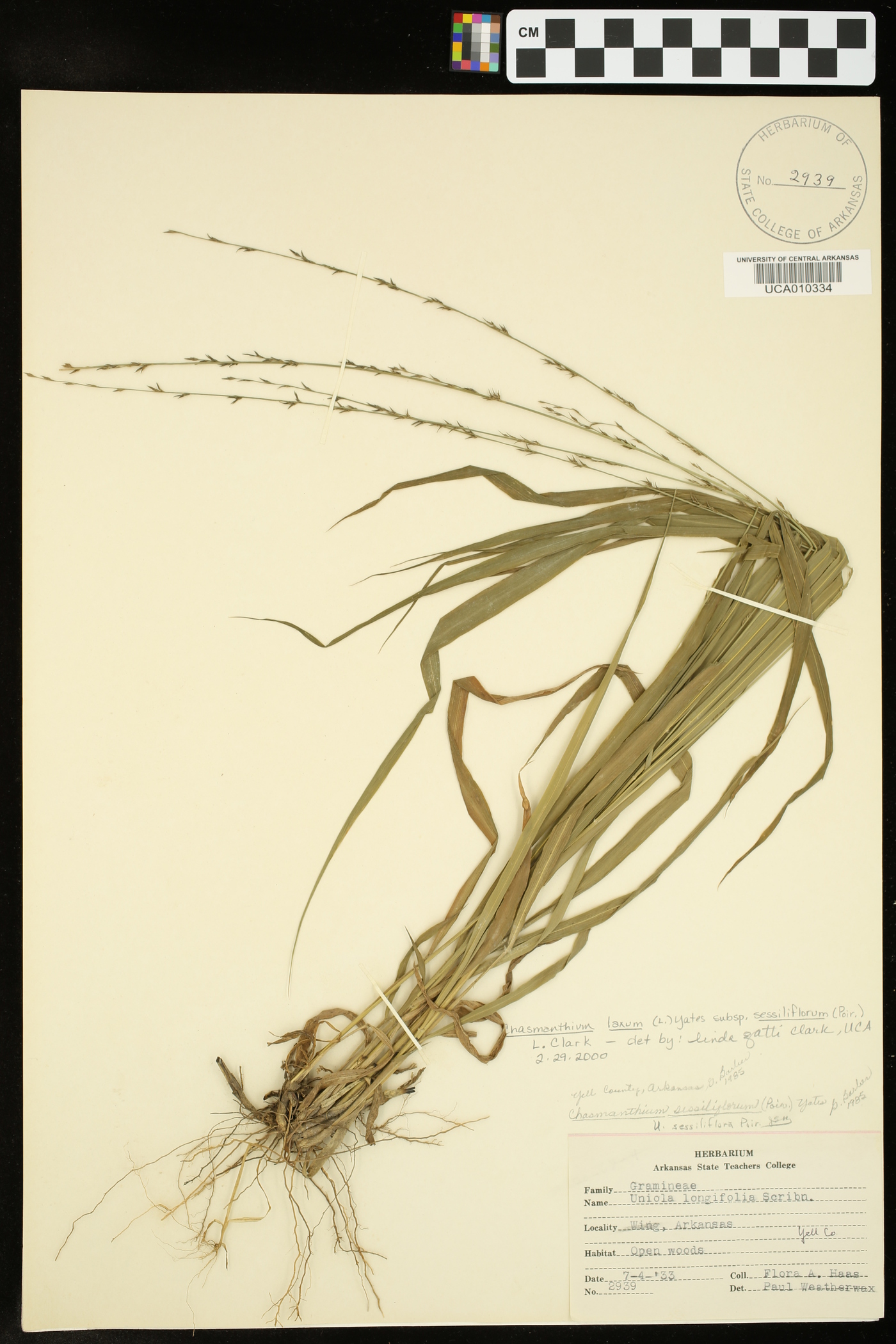 Chasmanthium laxum subsp. sessiliflorum image