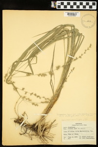 Chasmanthium laxum subsp. sessiliflorum image