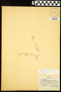 Cynodon dactylon image