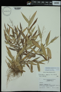 Dichanthelium scoparium image