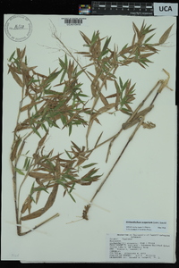 Dichanthelium scoparium image