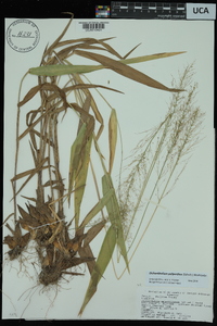 Dichanthelium polyanthes image