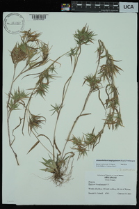 Dichanthelium acuminatum subsp. longiligulatum image