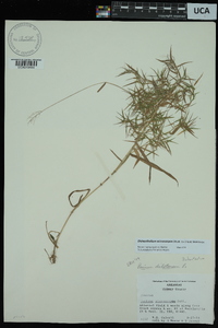 Dichanthelium dichotomum subsp. microcarpon image