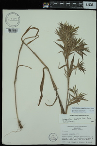 Dichanthelium scoparium image