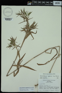 Dichanthelium scoparium image