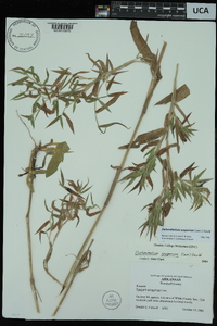 Dichanthelium scoparium image