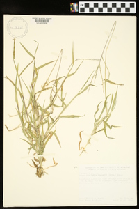 Digitaria ciliaris image