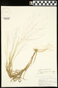 Digitaria cognata image