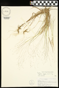 Digitaria cognata image