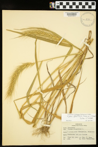 Elymus glabriflorus image