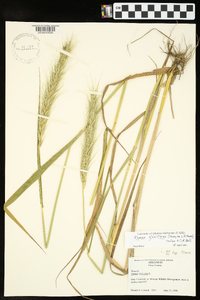 Elymus glabriflorus image