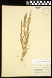 Eragrostis japonica image