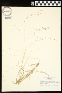 Eragrostis refracta image