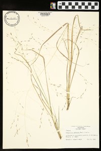 Eragrostis refracta image