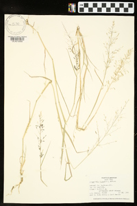 Eragrostis barrelieri image