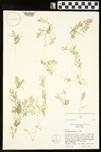 Eragrostis hypnoides image