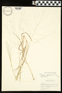 Digitaria cognata image