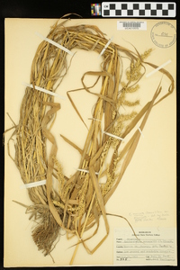 Echinochloa muricata var. muricata image