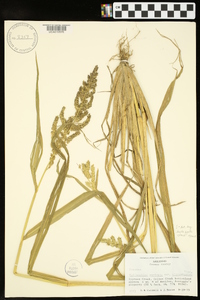 Echinochloa muricata var. microstachya image