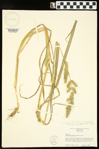 Echinochloa muricata var. muricata image