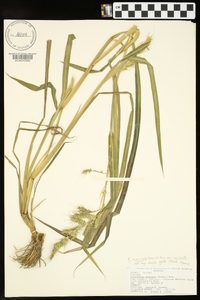 Echinochloa muricata var. muricata image