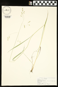 Festuca obtusa image