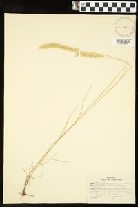 Vulpia ciliata image