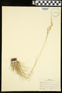 Festuca ovina image