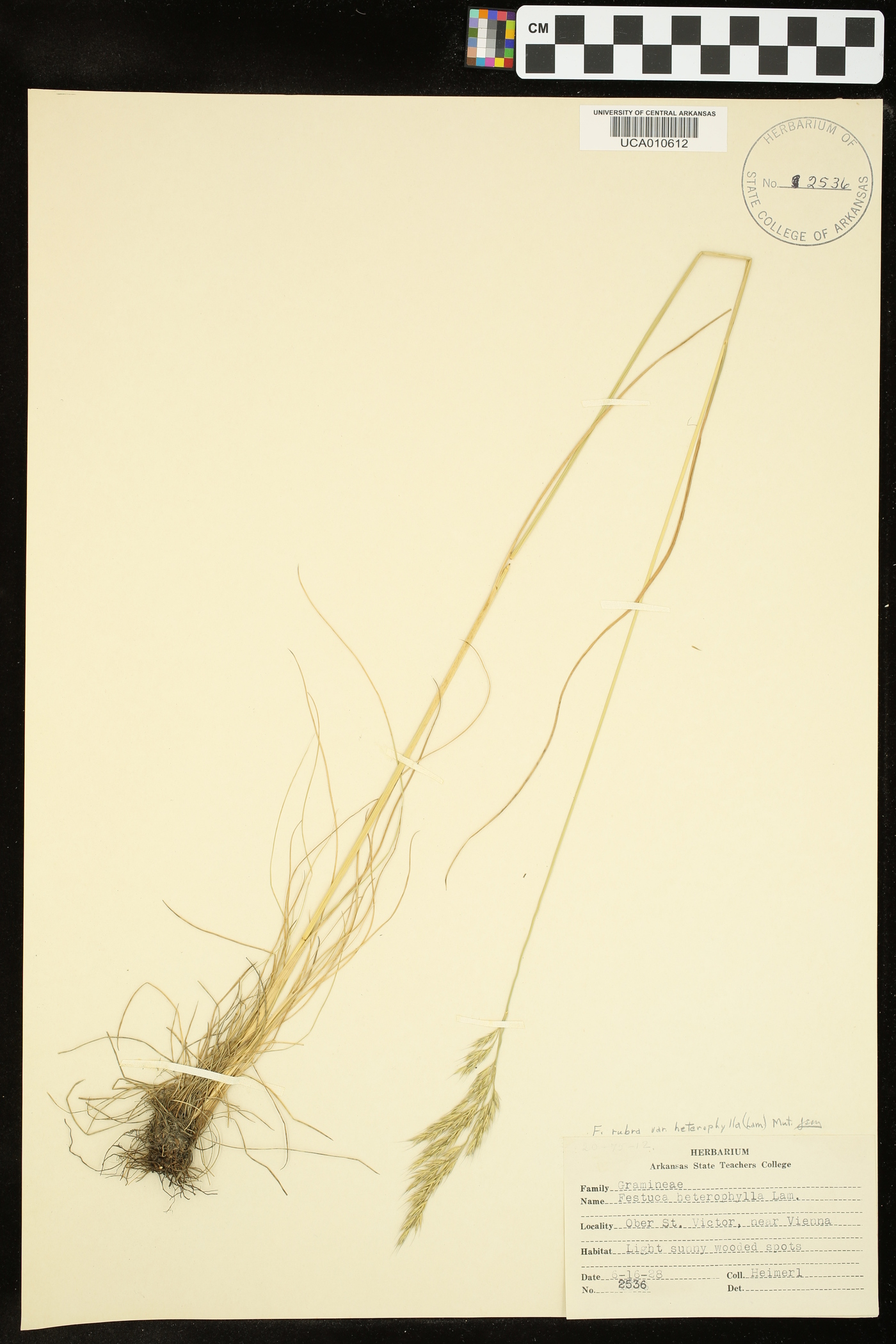 Festuca rubra var. heterophylla image
