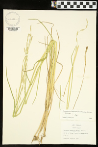 Glyceria septentrionalis image