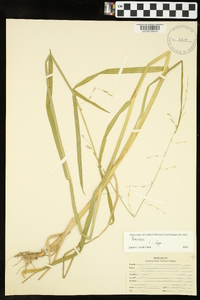 Glyceria septentrionalis image